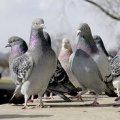 Anti pigeons & gros oiseaux réf :F 6901